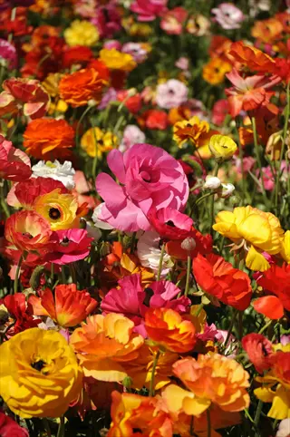 field of vibrant ranunculus colorful flowers with pink, yellow, orange, and red blooms