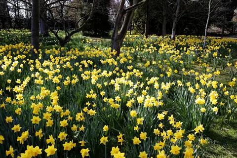 field of yellow daffodils in flower garden drift planting, illustrating step 7: plant in clusters and drifts, with trees and grassy areas