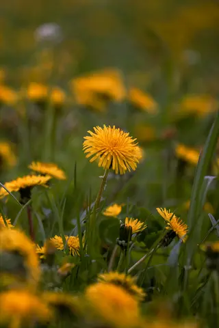 field of yellow dandelion flowers with green foliage in soft-focus background