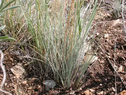 fine fescue grass blades growing in natural habitat with dark soil and scattered rocks