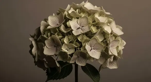 fire and ice hydrangea floral arrangement with muted green-purple blooms against a soft brown background