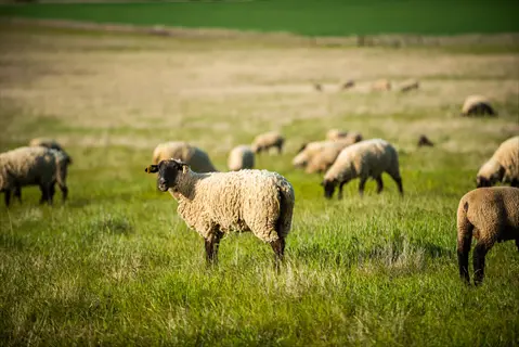 flock of sheep grazing in a sunlit bahia grass pasture with mixed green and golden grasses under a clear blue sky