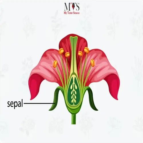 flower anatomy diagram highlighting sepal structure with visible reproductive parts and mts my tutor source branding