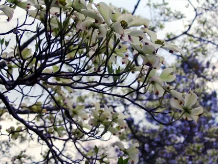 flowering dogwood tree branches with distinctive white bracts and green leaves against a blurred natural background