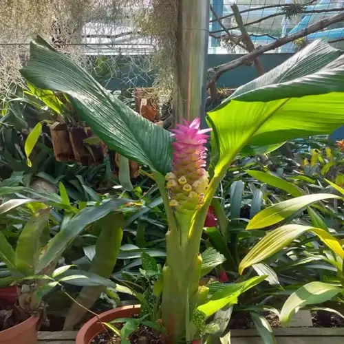 flowering turmeric plant in terracotta pot within a greenhouse setting, showcasing large green leaves and vibrant pink-yellow flower spike, with glass window structures visible in background