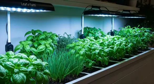 fluorescent tube lights illuminating rows of lush green plants (basil, chives) in an indoor garden setup, with visible product branding 'leaf of faith'