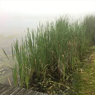 foggy cattails pond wetland scene: dense green reeds lining misty water with a weathered wooden walkway