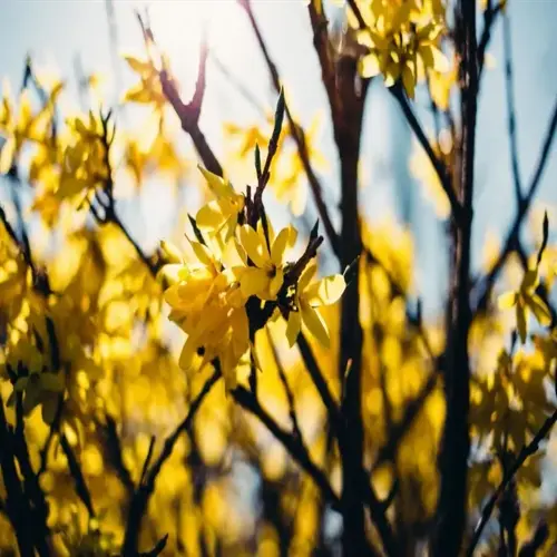 forsythia bush blooming with vibrant yellow flowers against a sunny blue sky