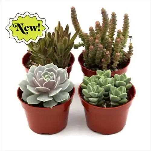 four terracotta pots with diverse succulents, featuring 'new!' sticker. healthy plants in succulent soil mix against white background
