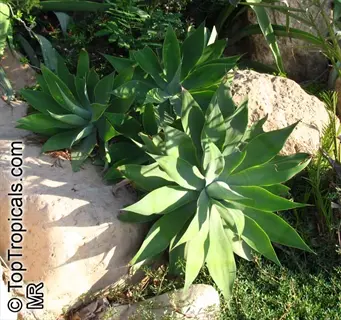 foxtail agave plants growing among rocks and greenery