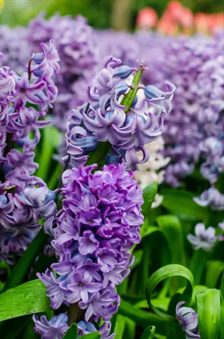 fragrant hyacinth flowers: dense clusters of vibrant purple and blue blooms with lush green foliage