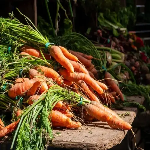 fresh carrots garden harvest with green tops bundled on rustic wooden surface, sunlight highlighting vibrant orange roots and leafy greens