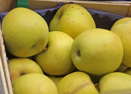 fresh goldrush apple fruits in a wooden crate
