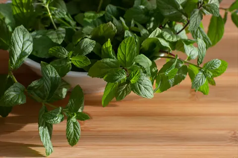 fresh peppermint plant pot with vibrant green leaves in a white bowl on wooden surface
