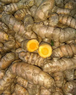 fresh turmeric rhizomes with one cut open to reveal vibrant orange interior, piled for selection or planting