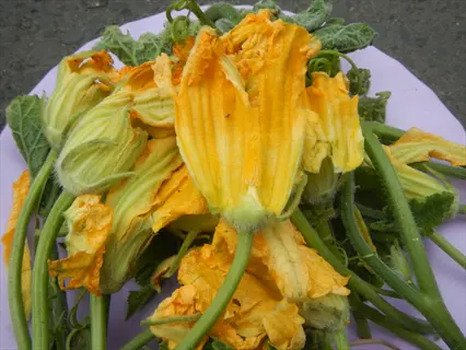 fresh yellow squash blossoms vegetable with green stems and leaves