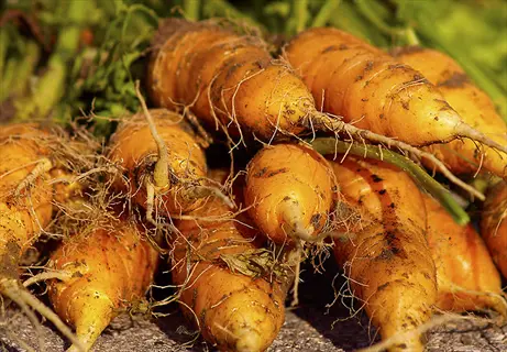 freshly harvested early nantes carrots with green tops and soil, piled on a surface
