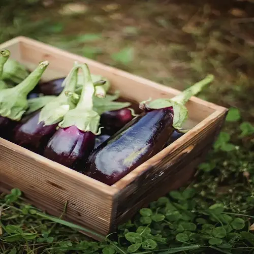 freshly harvested eggplants in wooden crate - eggplant container garden yield displayed on grass
