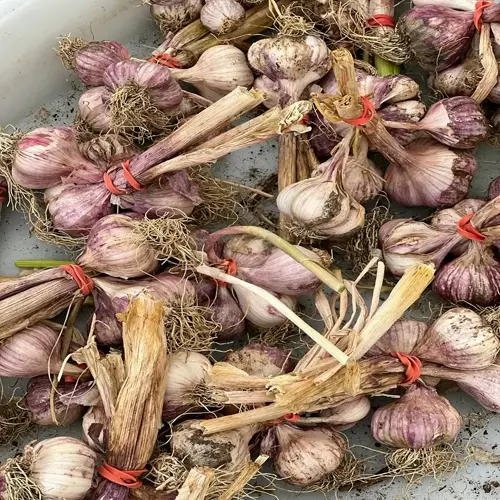freshly harvested garlic bulbs tied with rubber bands