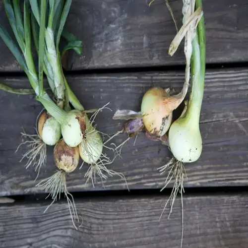 freshly harvested onions with green tops on a wooden surface, onion harvest garden