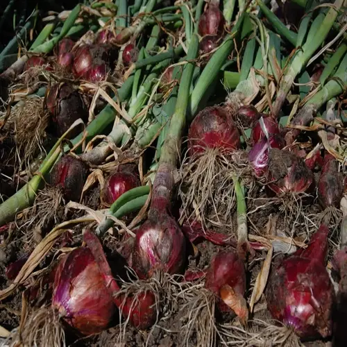 freshly harvested red onions with stems and roots in a garden
