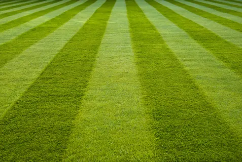 freshly mown sod farm rolls displaying alternating light and dark green turf stripes