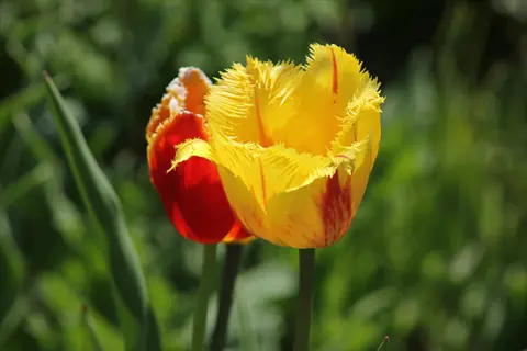 fringed tulips blooming: yellow fringed tulip and red tulip in sunlight with green foliage background