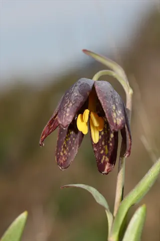 fritillaria checkered flower: bell-shaped bloom with mottled purple-brown petals and yellow stamens