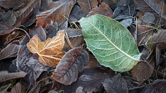 frost damaged plant leaves on the ground covered in ice crystals, showing signs of cold temperature stress and decay