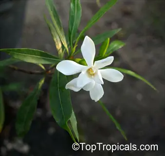 frost proof gardenia flower with white petals and glossy green leaves