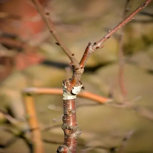 fruit tree grafting closeup: taped graft union on young branches with budding twigs