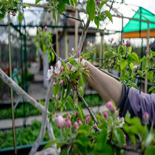 fruit tree pruning in a garden: close-up of a person's hand tending to apple blossoms on a branch with green leaves and garden structures in background