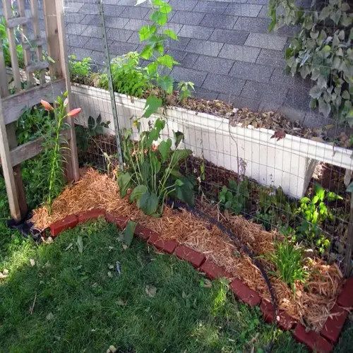 garden bed with soaker hose, mulch, and plants beside house with wooden trellis