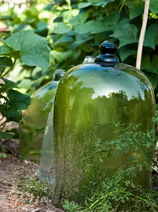garden cloches plants: vintage green glass cloches protecting young plants in a lush garden, surrounded by dense foliage and soft sunlight