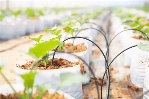 garden drip irrigation system in a greenhouse: black tubing delivers water to rows of young plants growing in white containers with soil amendments