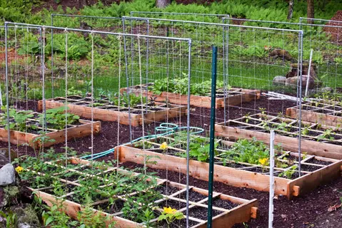 garden featuring tomato raised beds with trellises, hoses, and other vegetable plants in a wooded setting