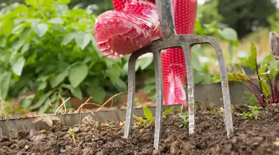 garden fork in soil with red polka-dot rain boot stepping on handle, garden plants background