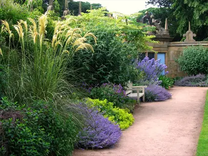 garden path with catmint nepeta flower border, lush greenery, purple blooms, stone building backdrop