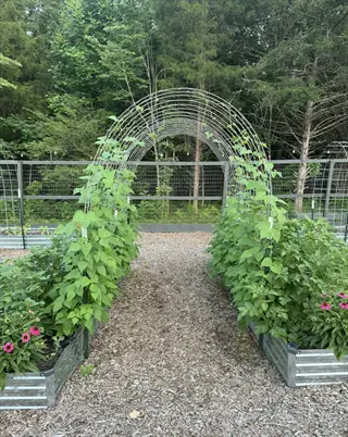 garden path with cattle panel trellis arch, climbing plants, raised beds of pink flowers, and wooded backdrop