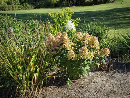 garden scene with white diamond hydrangea blooms surrounded by lush greenery and sunny grassy lawn