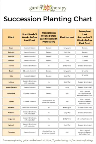 garden therapy's succession planting tomatoes chart showing planting and harvest timelines for tomatoes and other vegetables in a table format