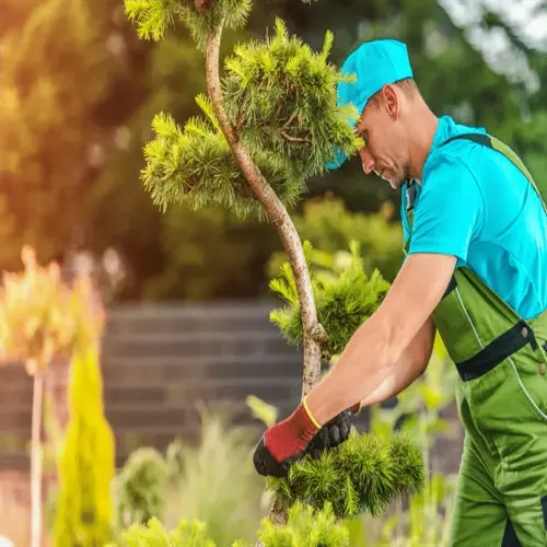 gardener in green overalls pruning a tree in a tree planting garden