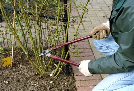 gardener pruning rose bush canes to create open vase shape in garden - using loppers on main stems with gloved hands, near trellis and brick path