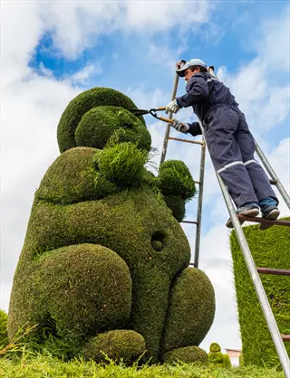 gardener sculpting large bear topiary with columnar boxwood landscape elements in background