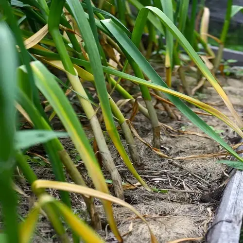 garlic harvest garden with mature plants showing green and yellow leaves in a raised bed covered with straw mulch