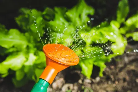 gentle garden watering using an orange-and-green watering can sprinkling water on lush lettuce plants
