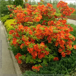 gibraltar azalea orange flowers blooming vibrantly in a garden setting