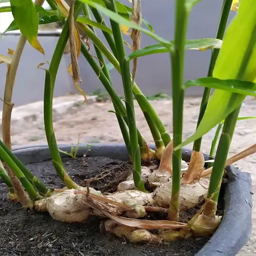 ginger plant pot showing rhizomes with green stems growing in black container, outdoor setting with gray wall background