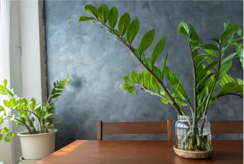 glass vase with water holding calloused succulent leaves on a wooden table, with a potted plant by a window and grey textured wall background
