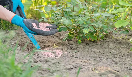 gloved hand holding organic lawn fertilizer granules above soil near garden plant with blue trowel